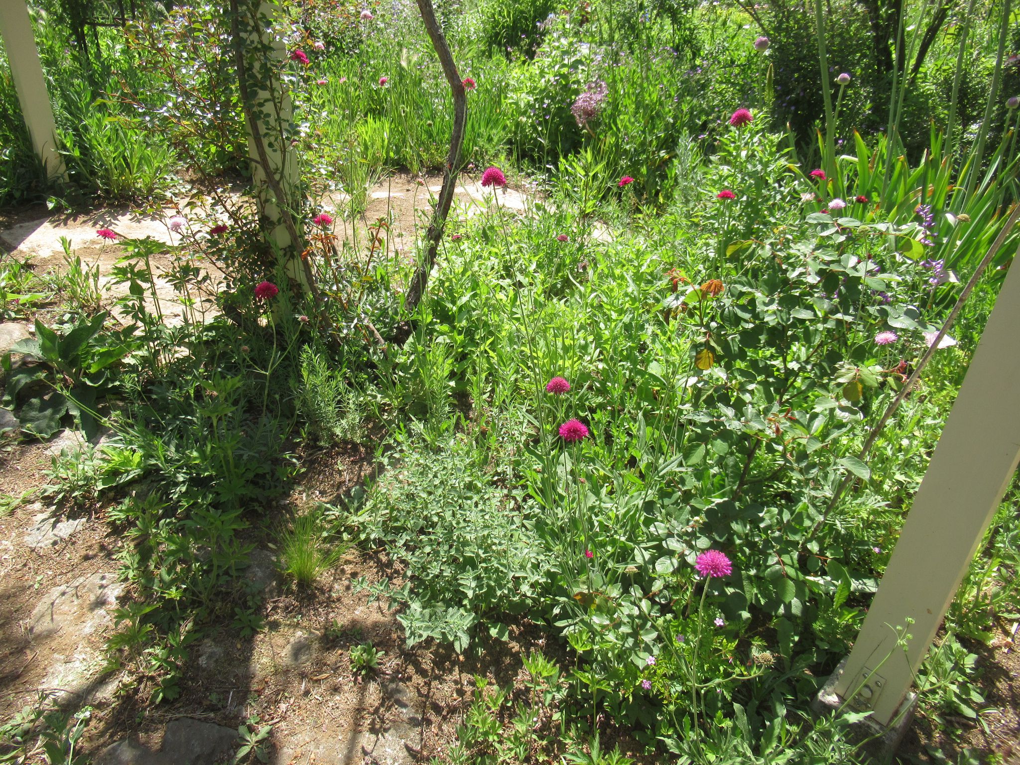 knautia003
