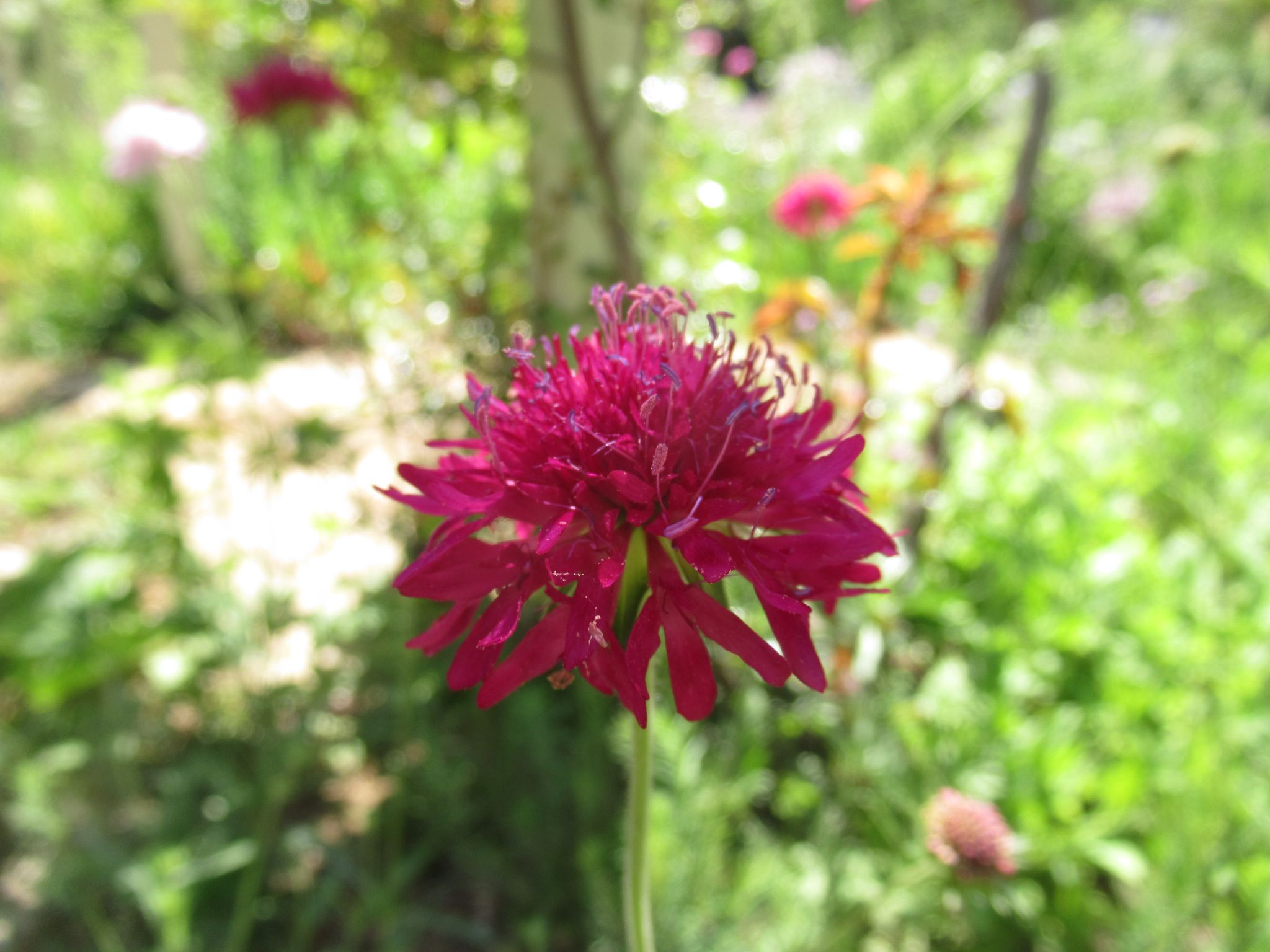 knautia003