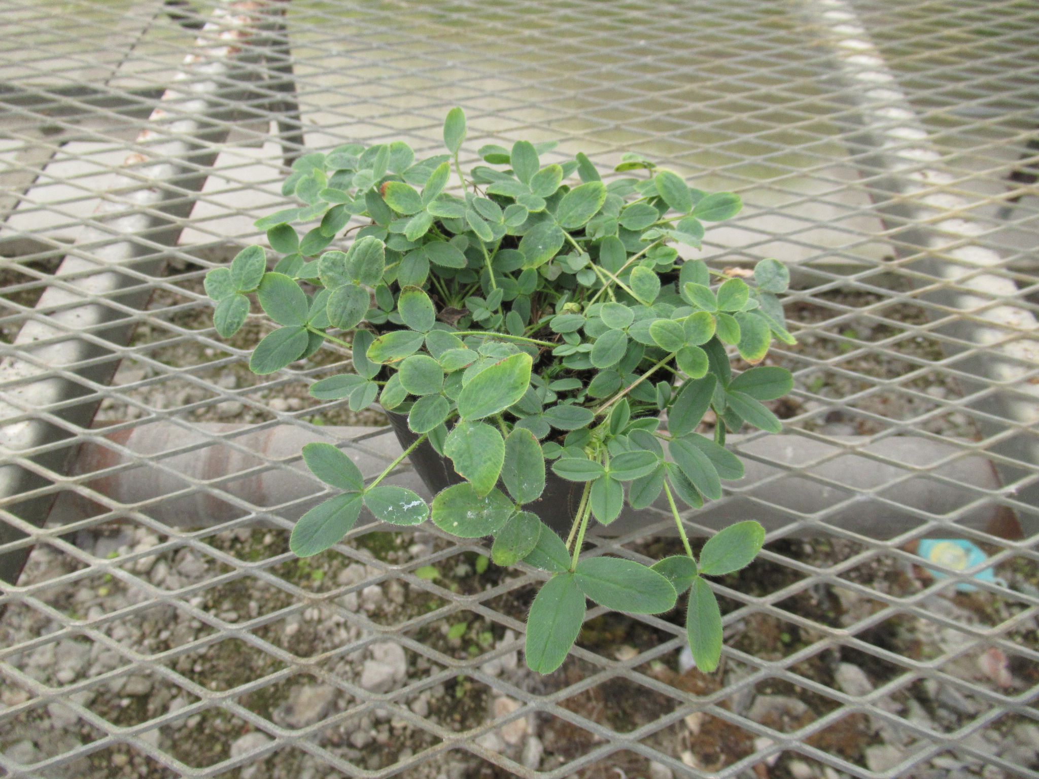 trifolium002