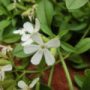 Saponaria001