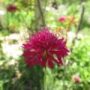 knautia003