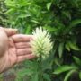 trifolium002