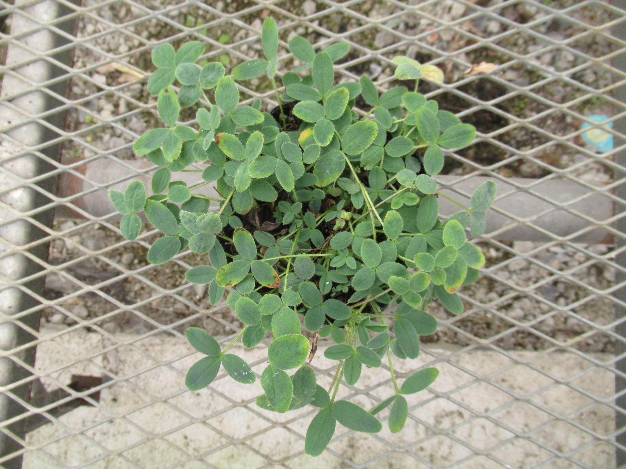 trifolium002