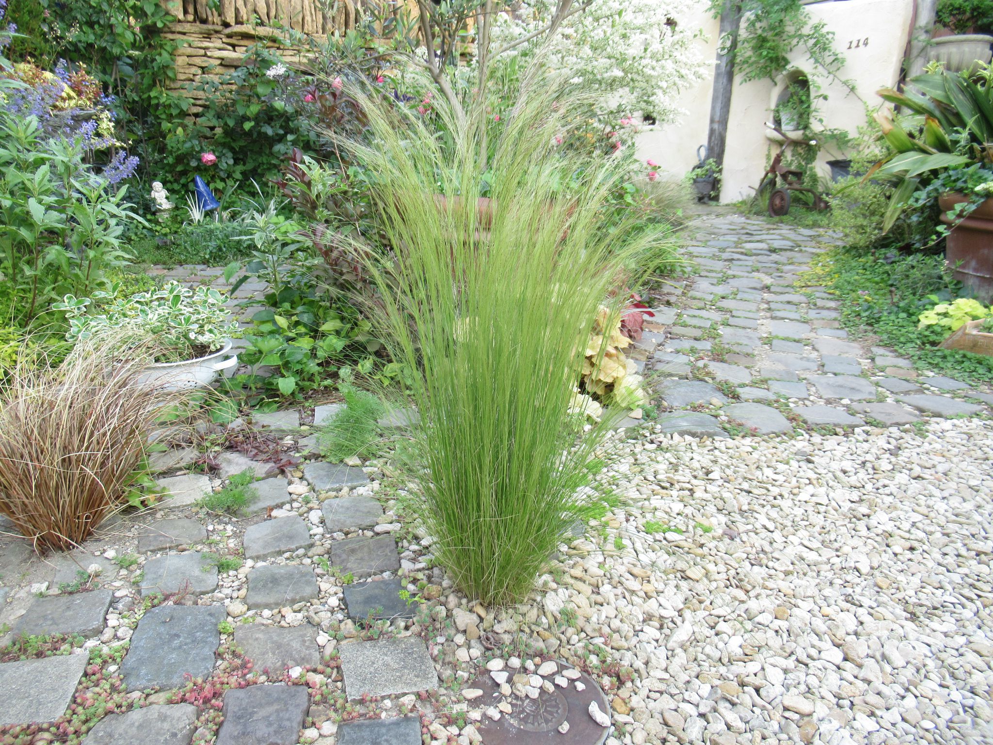 stipa01