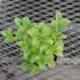 salvia017