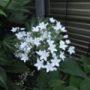 Deutzia02