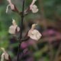 salvia017