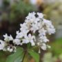 Deutzia01