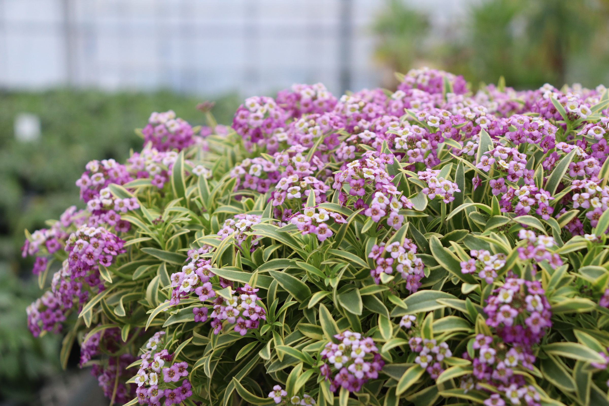 alyssum01