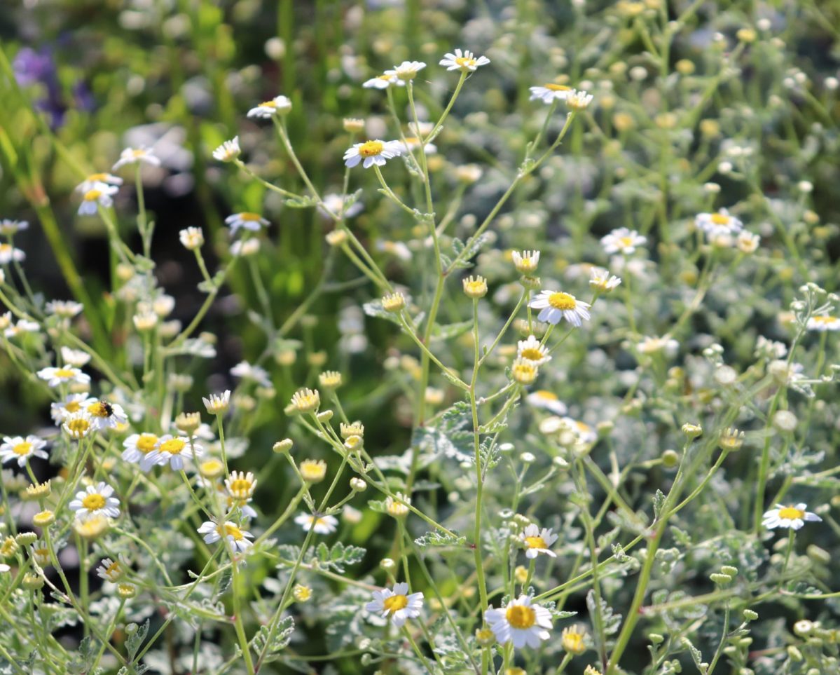 Tanacetum01