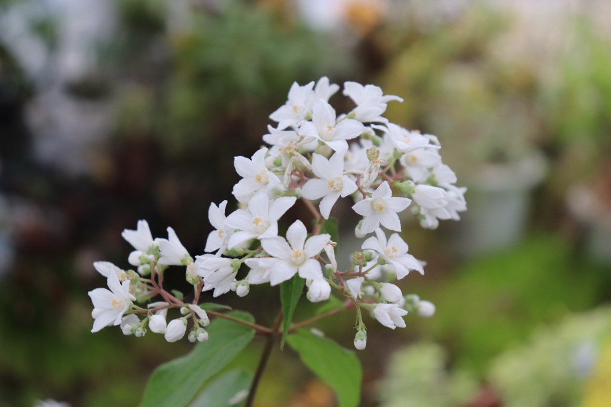 Deutzia01