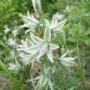 ornithogalum02