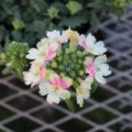 verbena002