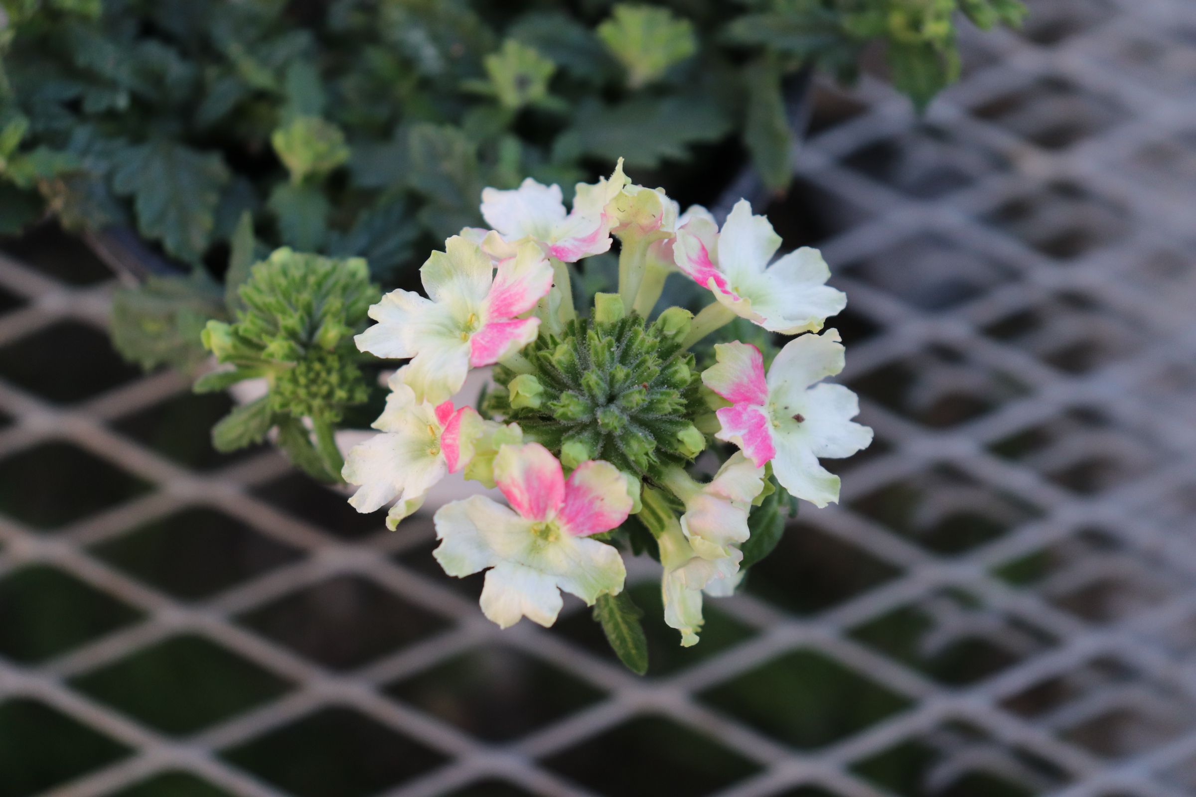 verbena002
