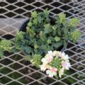 verbena002