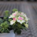 verbena002