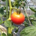 tomato01