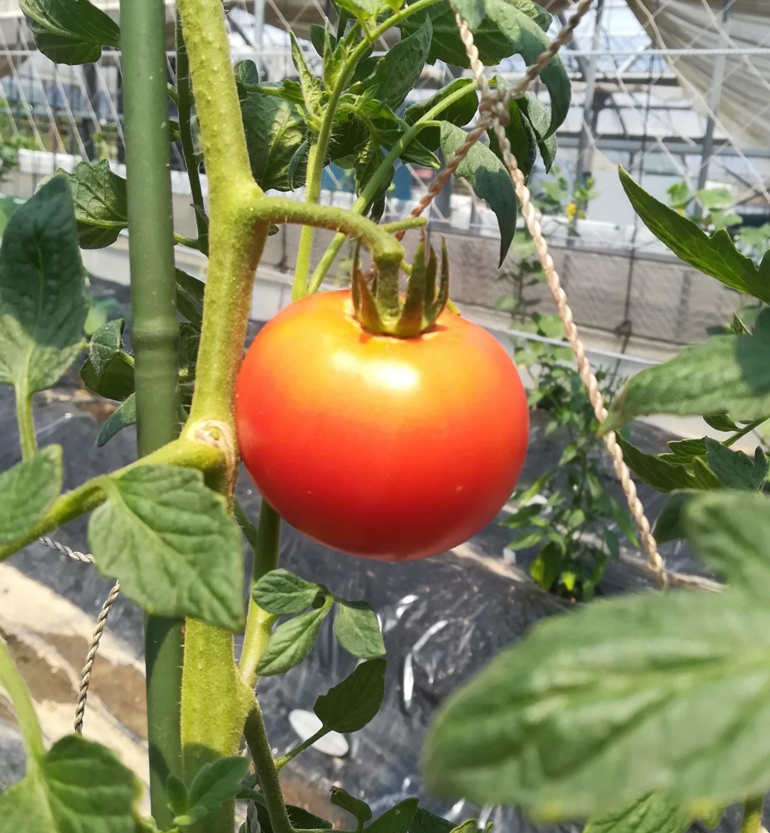 tomato01