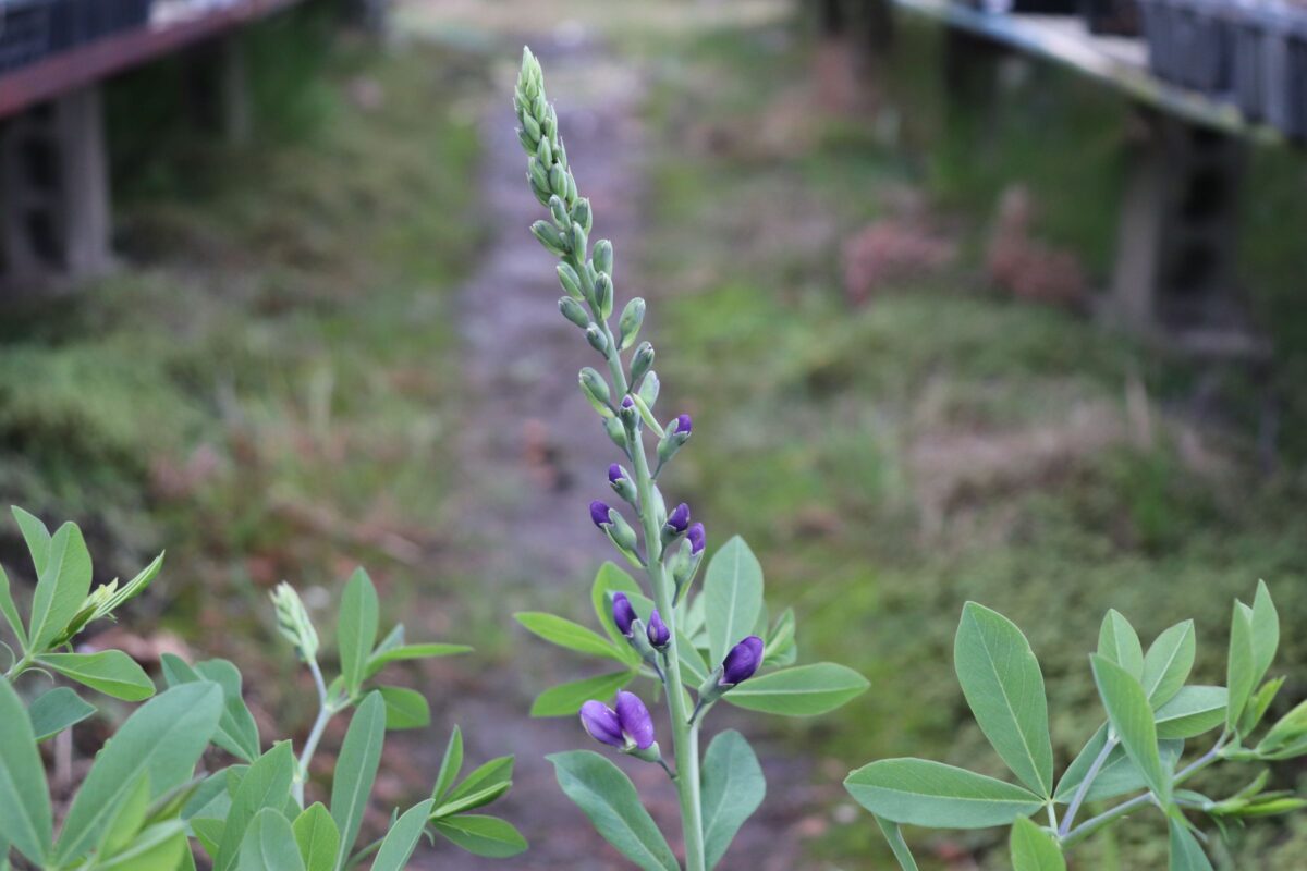 baptisia003