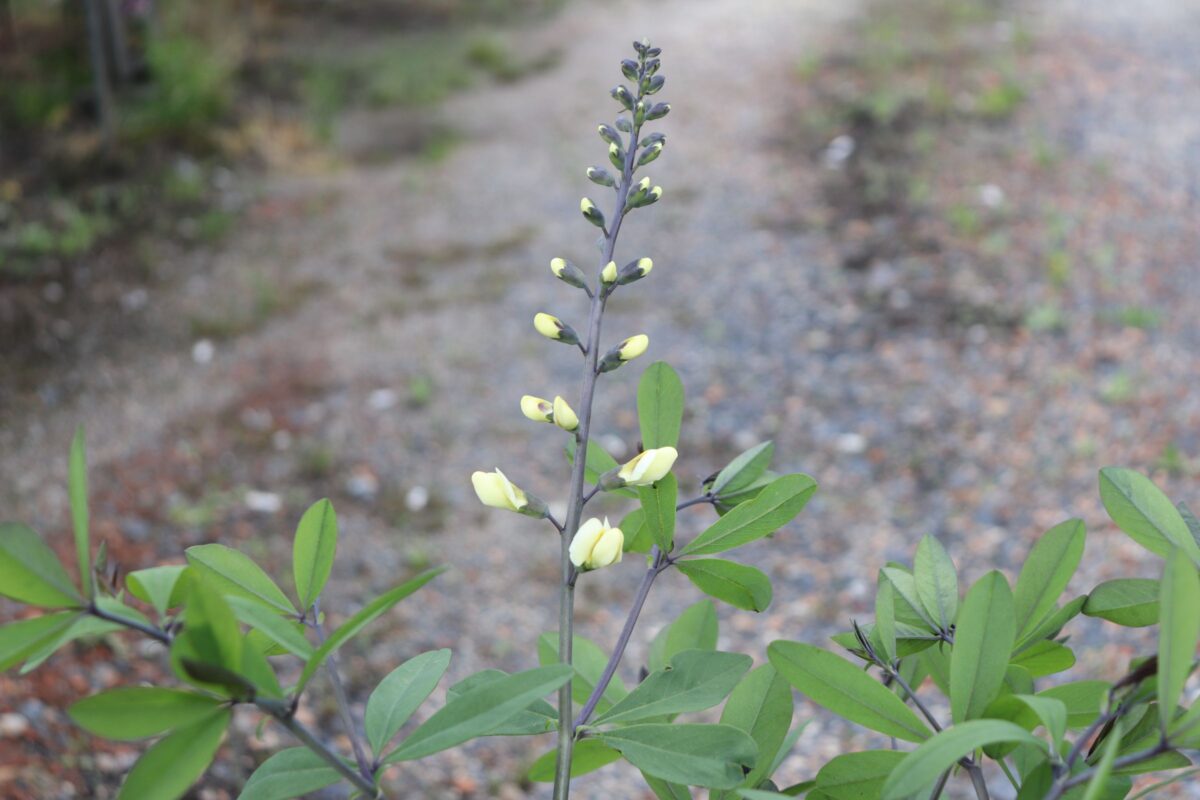 baptisia02