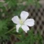 geranium012