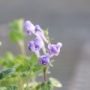 scutellaria01