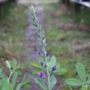 baptisia003