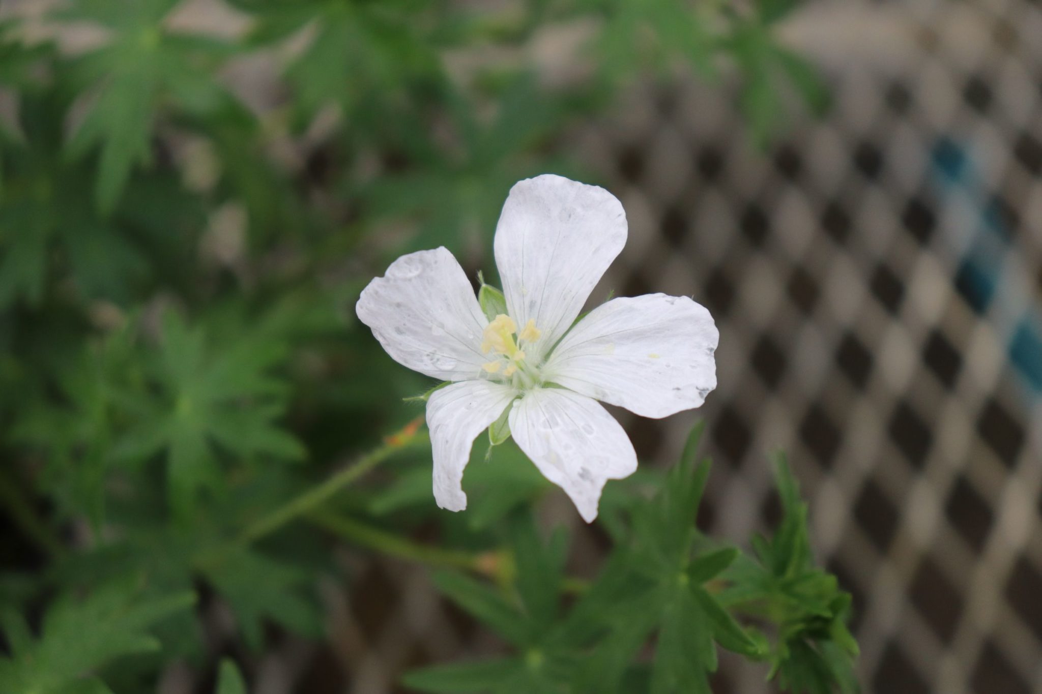 白花のゲラニウム