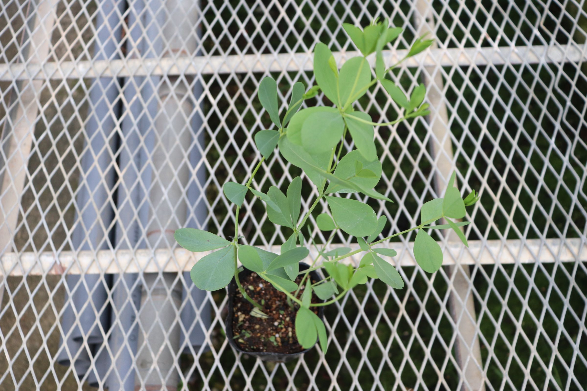 baptisia01