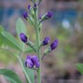 baptisia003