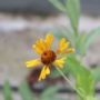 Helenium01