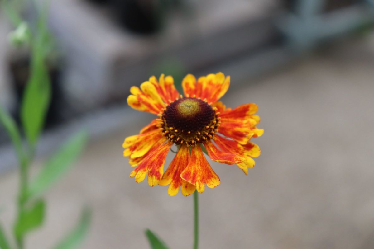 Helenium01