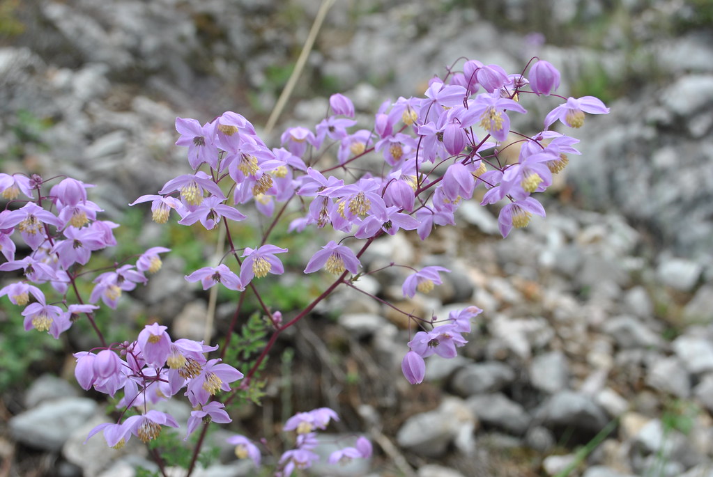 thalictrum02