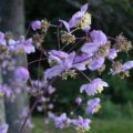 thalictrum03