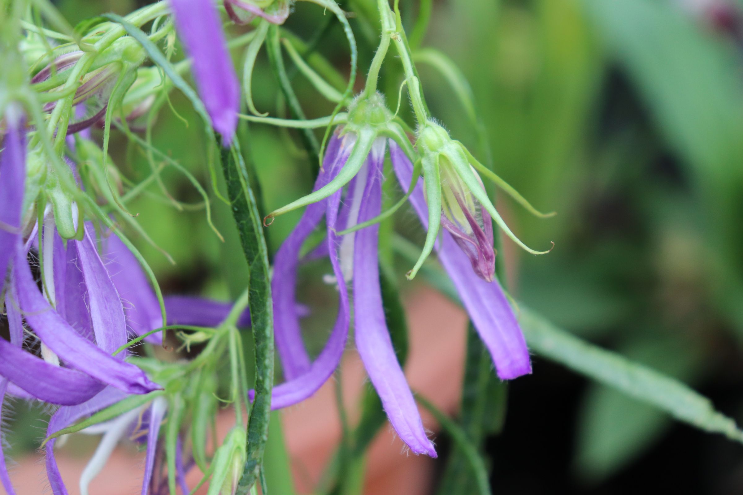 campanula007