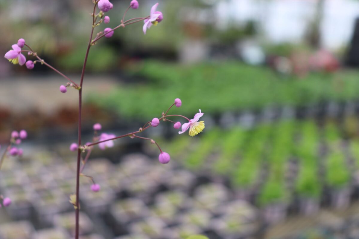 thalictrum03