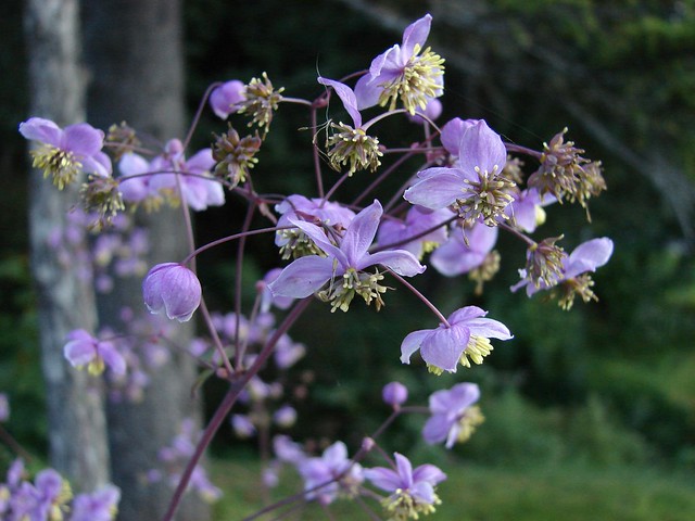 thalictrum03
