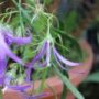campanula007