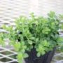 peperomia019