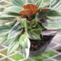 peperomia018