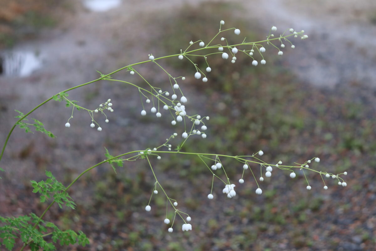 thalictrum01