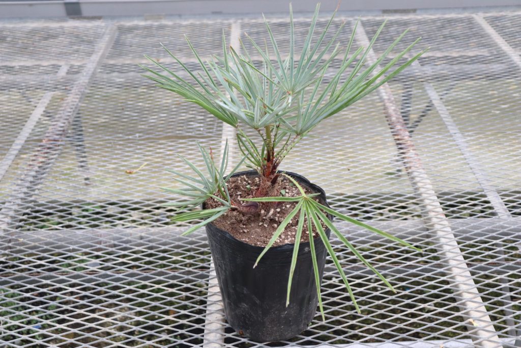 チャメロップス・フミリス セリフェラ (Chamaerops humilis var cerifera) 6号ロングポット - Plant-Plants