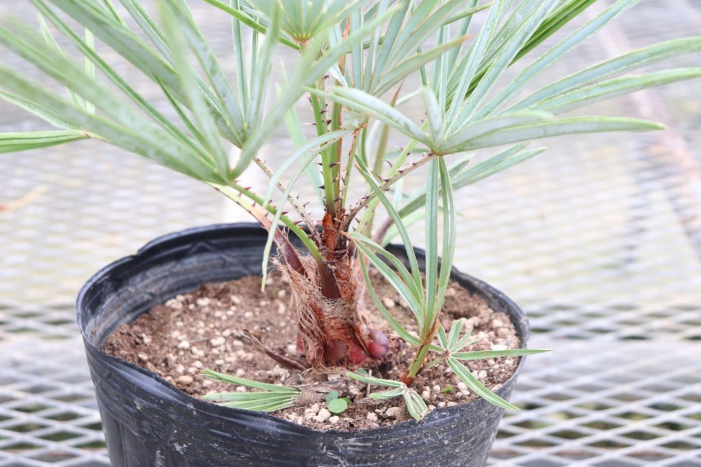 チャメロップス・フミリス セリフェラ (Chamaerops humilis var cerifera) 6号ロングポット - Plant-Plants