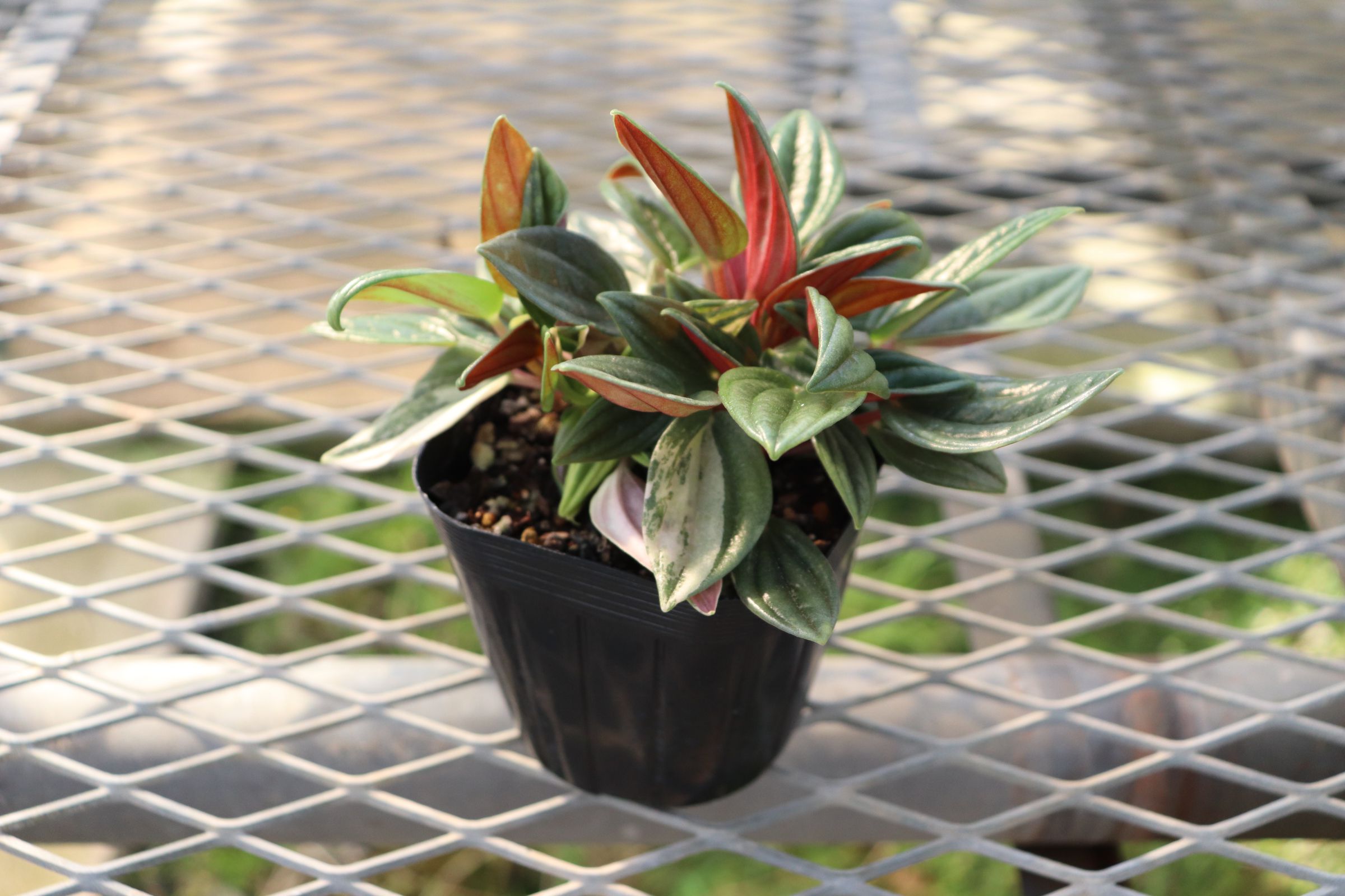 peperomia018