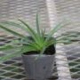 erymgium009