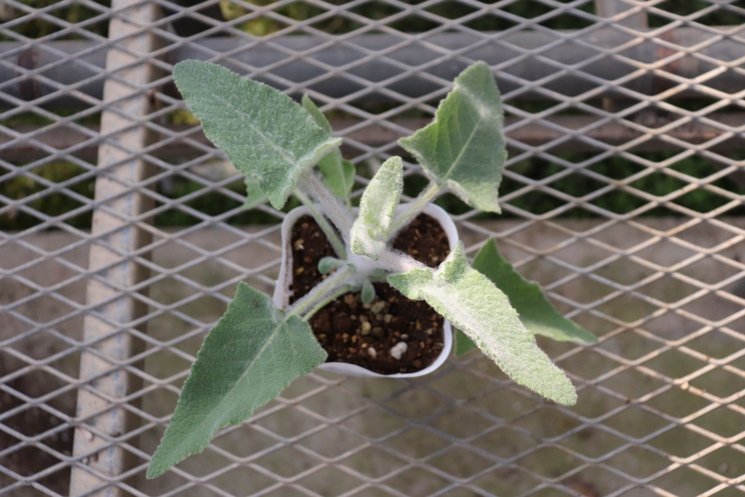 salvia022