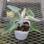salvia022