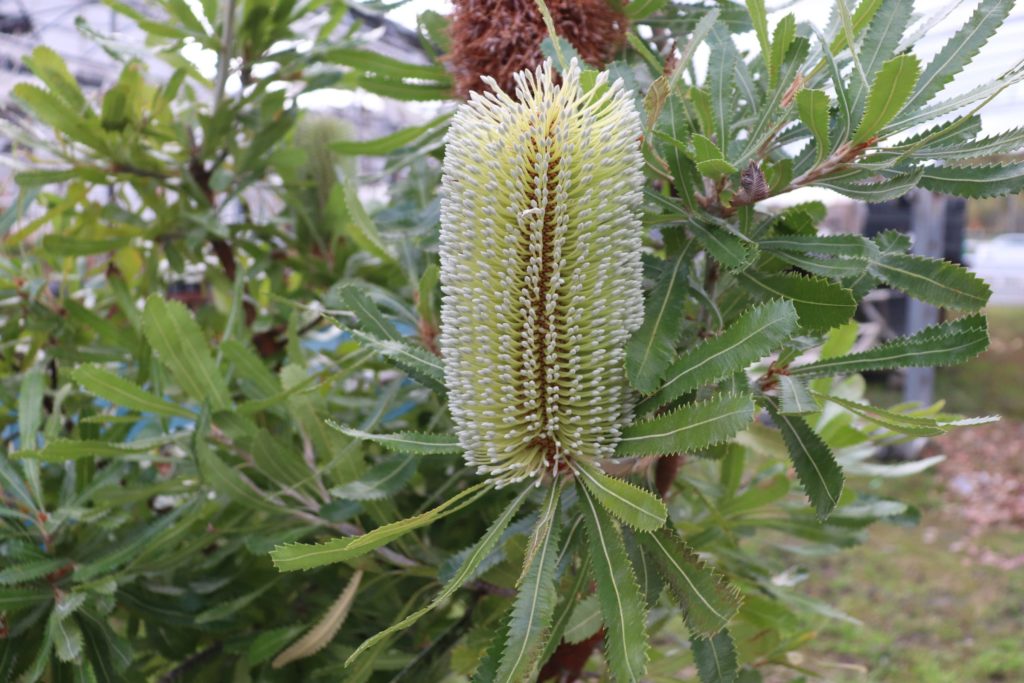 バンクシア アエムラの花