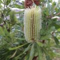 バンクシア アエムラの花