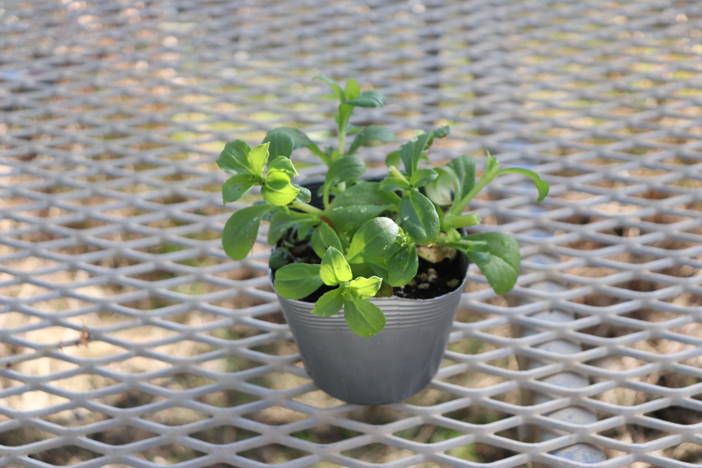 silene008